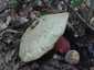 Sátántinóru (Rubroboletus satanas), Budai-hegység